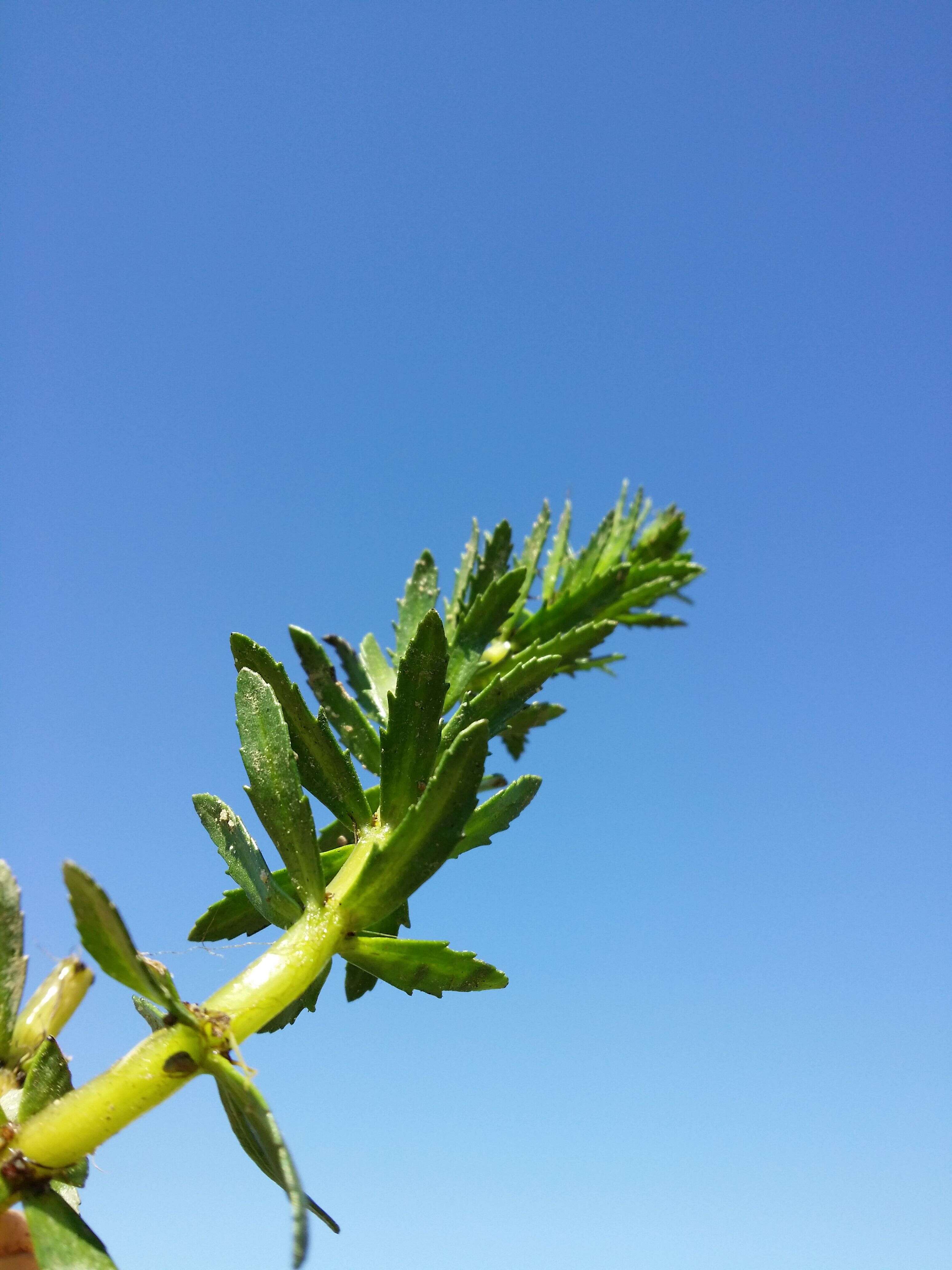 Image of twoleaf watermilfoil