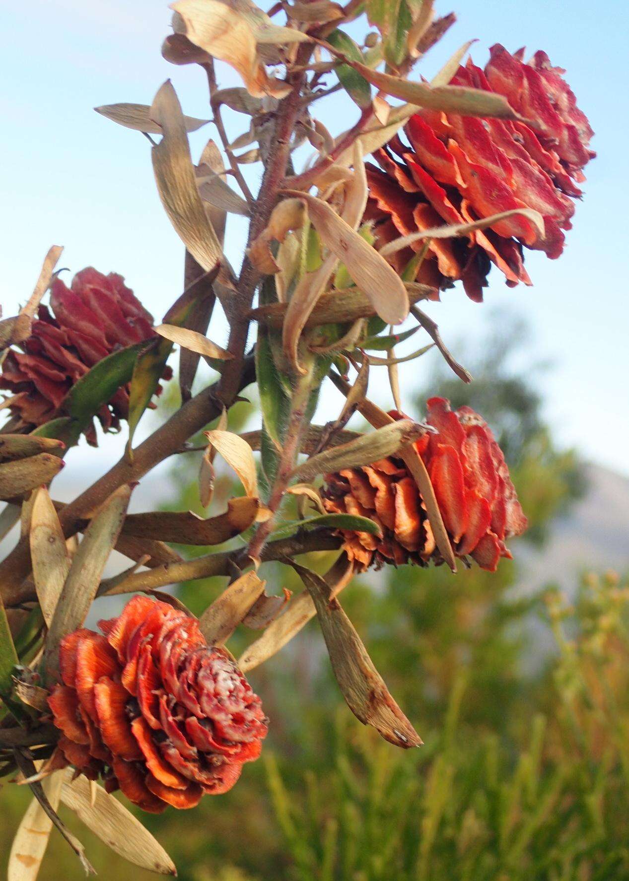 Imagem de Leucadendron conicum (Lam.) I. Williams