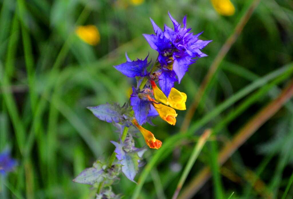 Слика од Melampyrum nemorosum L.