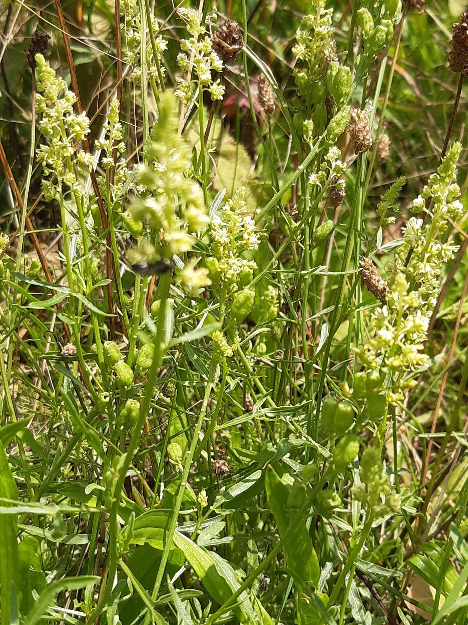 Слика од Reseda lutea L.