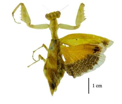 Image of Acontista cordillerae Saussure 1869