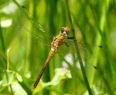 Image of Ruddy Darter