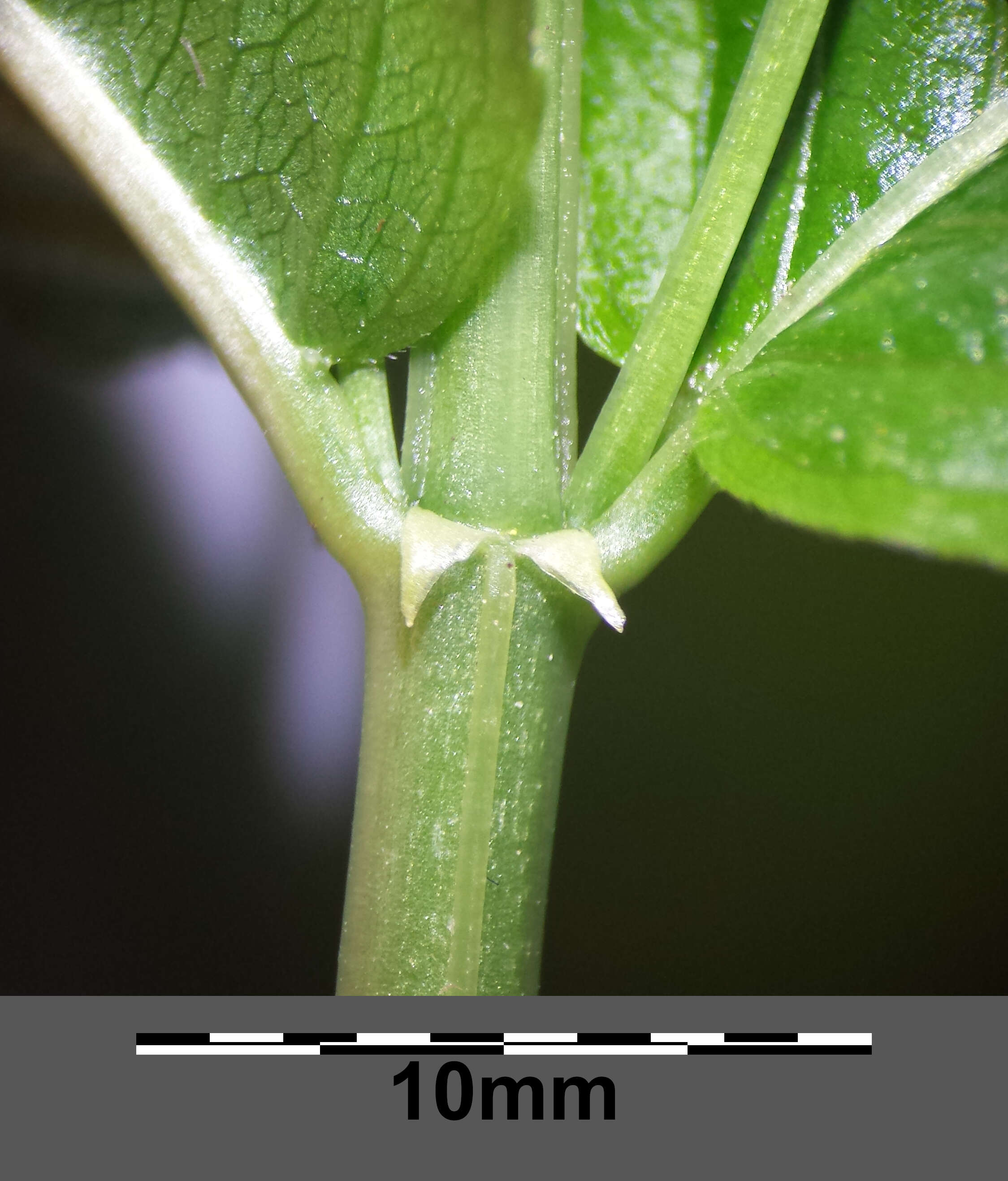 Image of dog's mercury