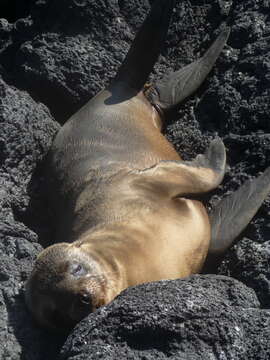 Image of Galapagos Sea Lion