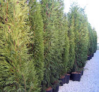 Image of Cupressus × leylandii