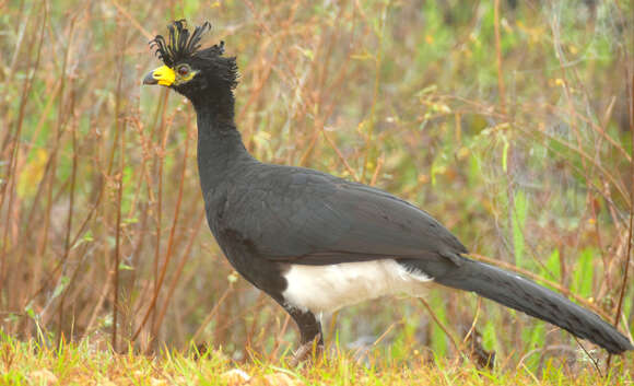 Image of Bare-faced Curassow