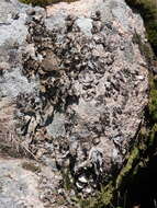 Image of blistered navel lichen