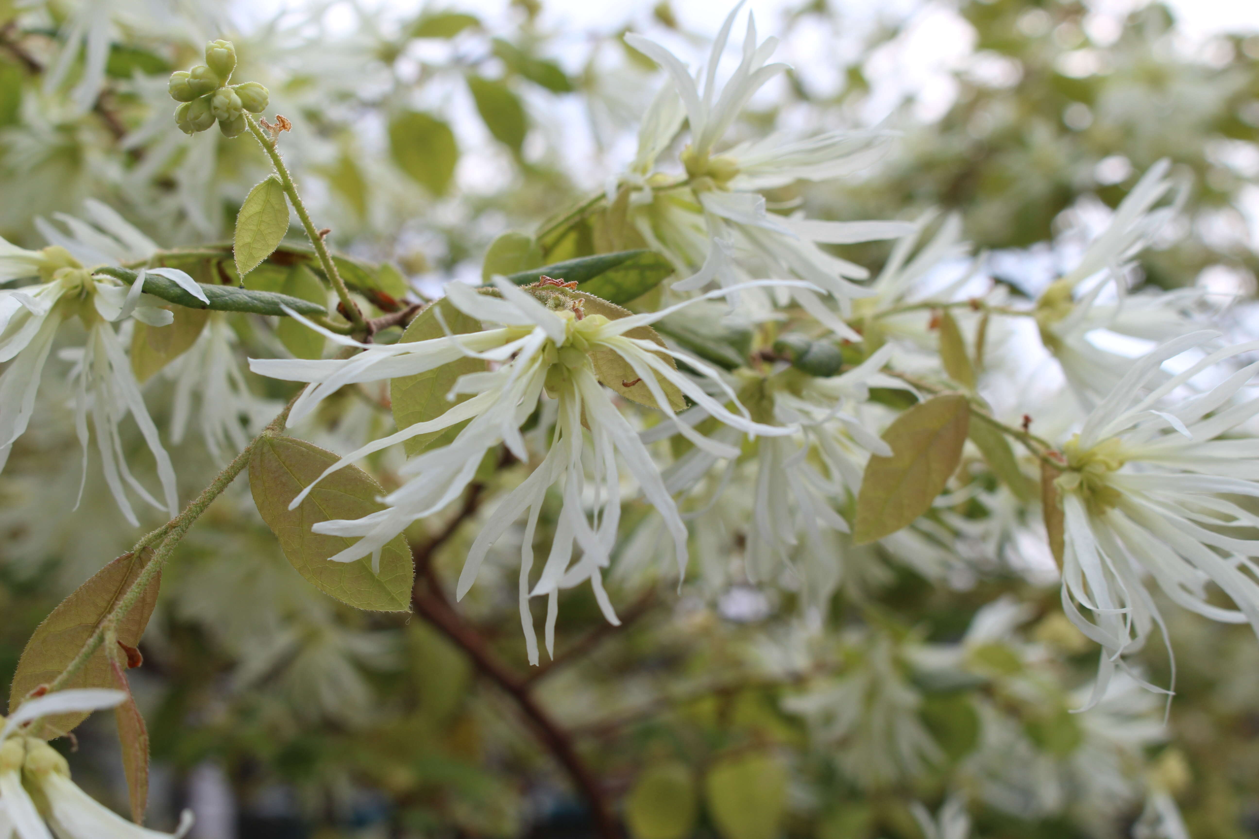 صورة Loropetalum chinense (R. Br.) Oliv.