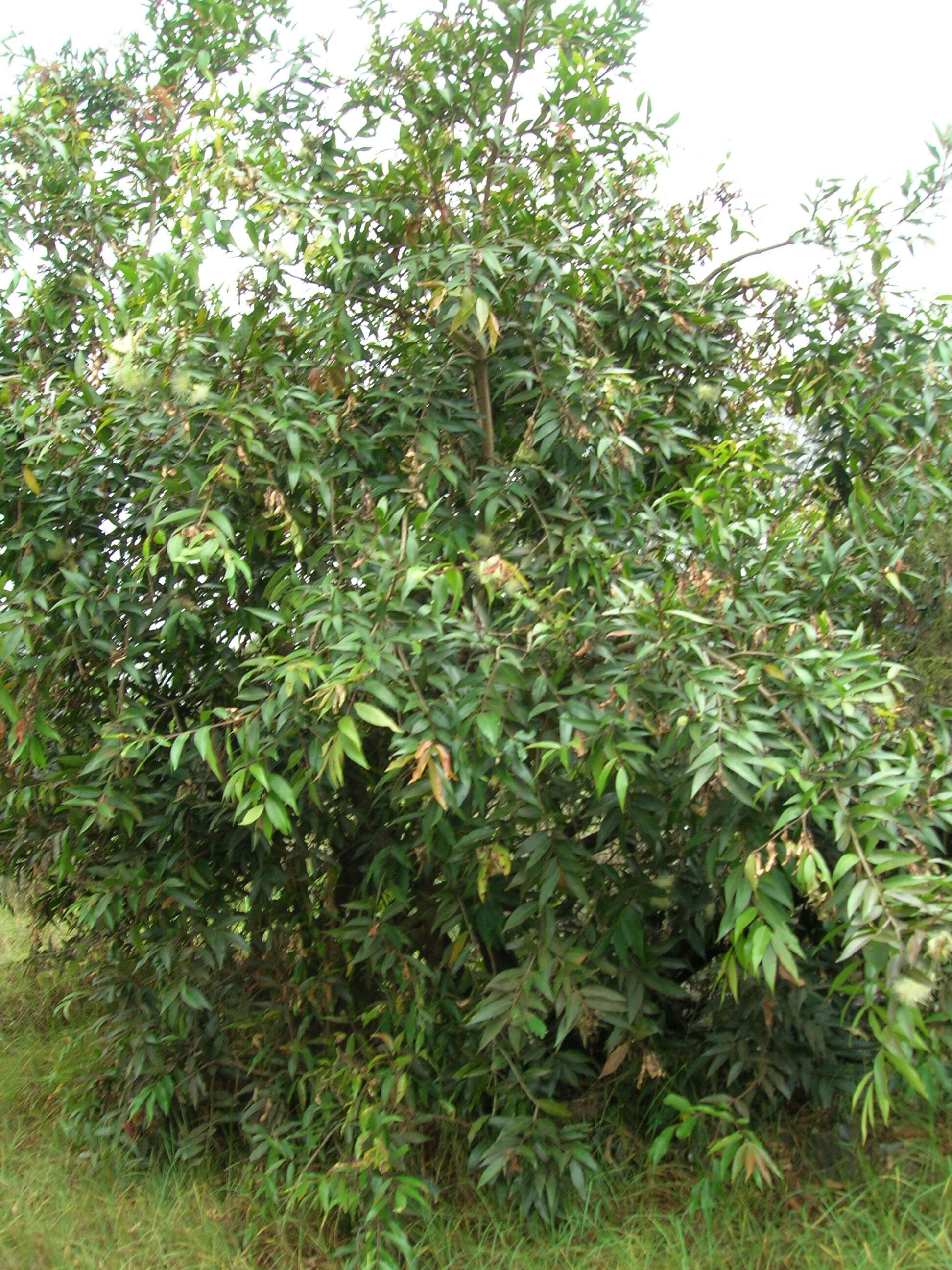 Слика од Syzygium jambos (L.) Alston