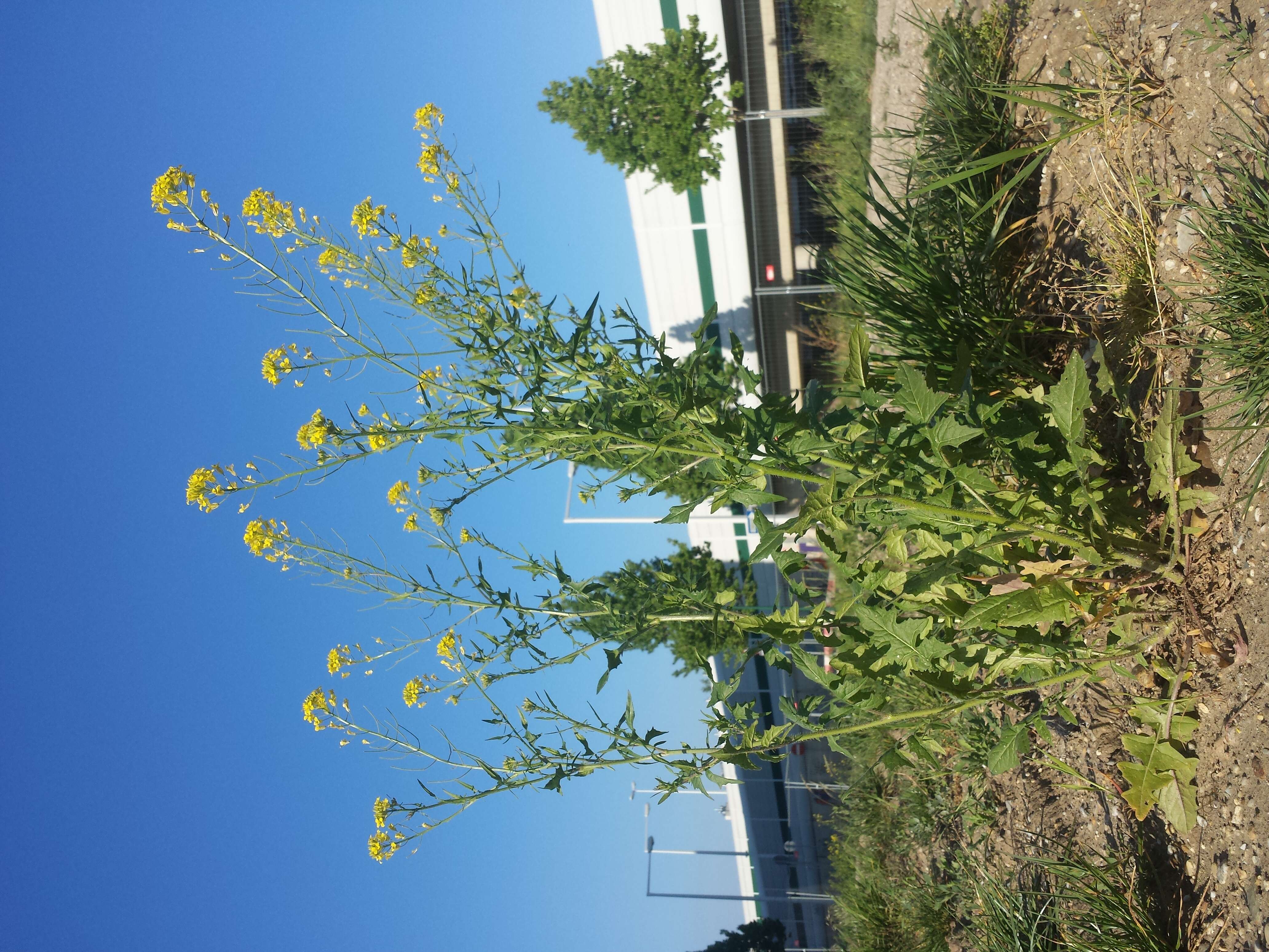 Imagem de Sisymbrium loeselii L.