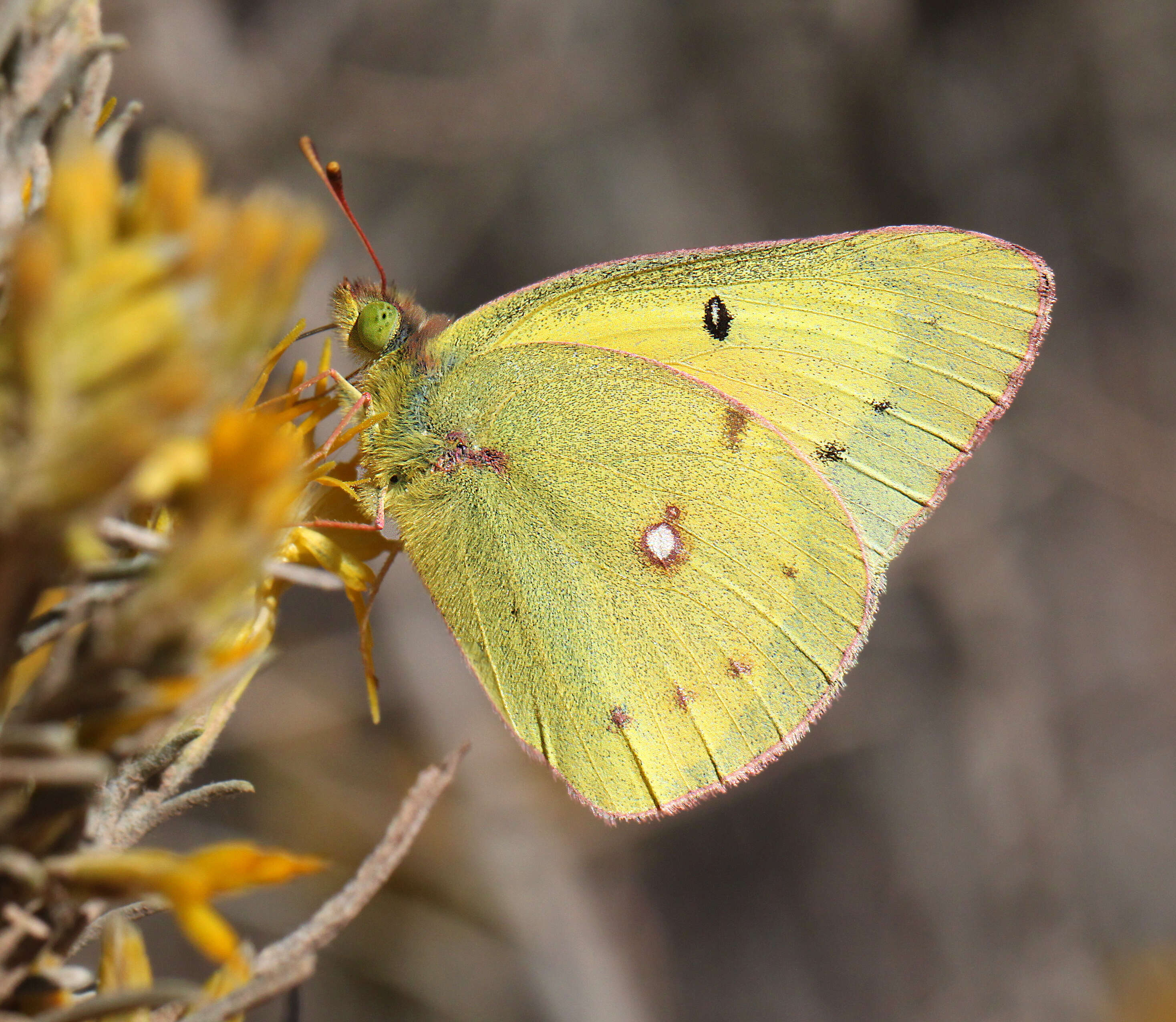 Image of Orange Sulphur