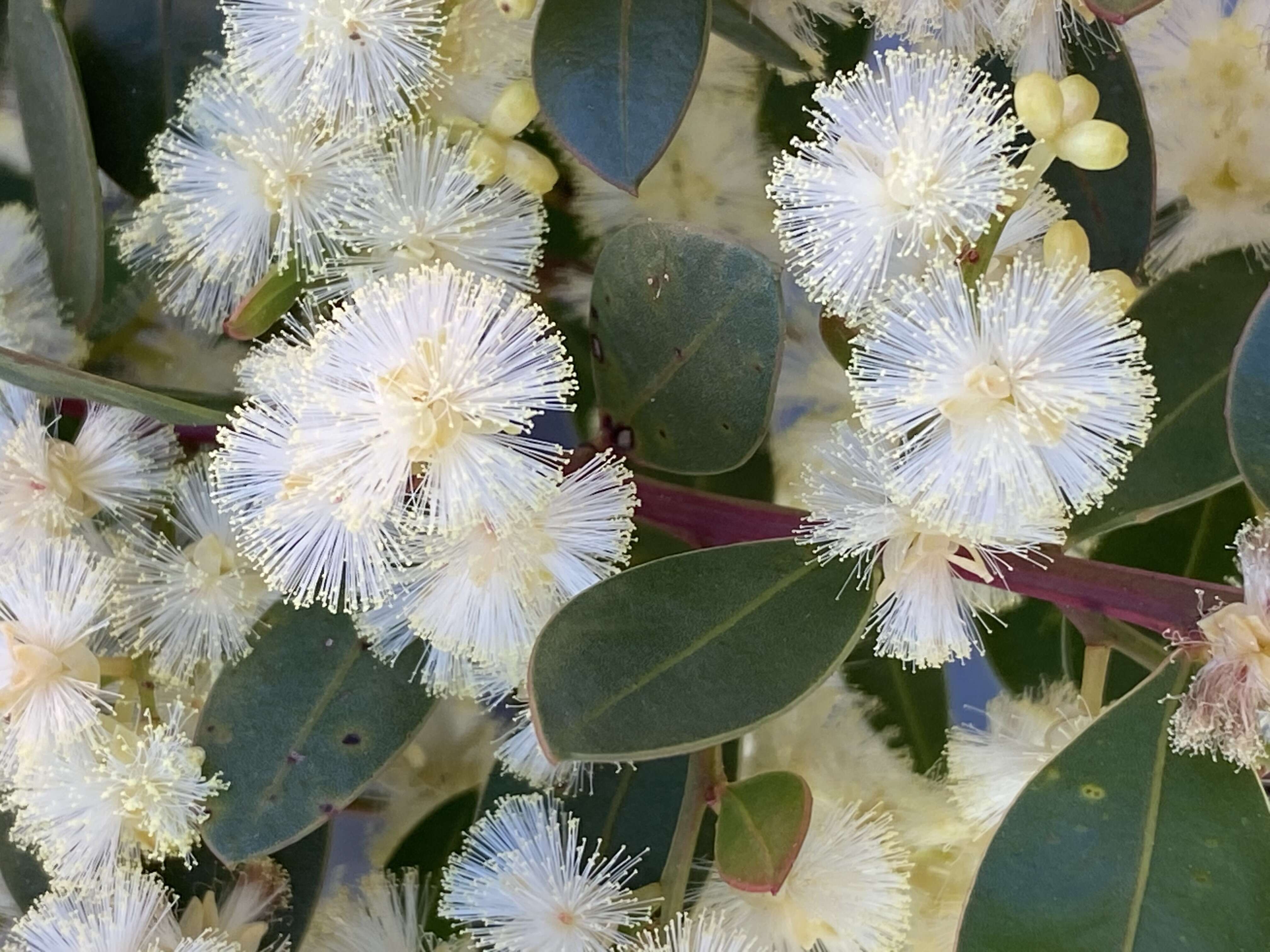 Acacia myrtifolia (Sm.) Willd. resmi