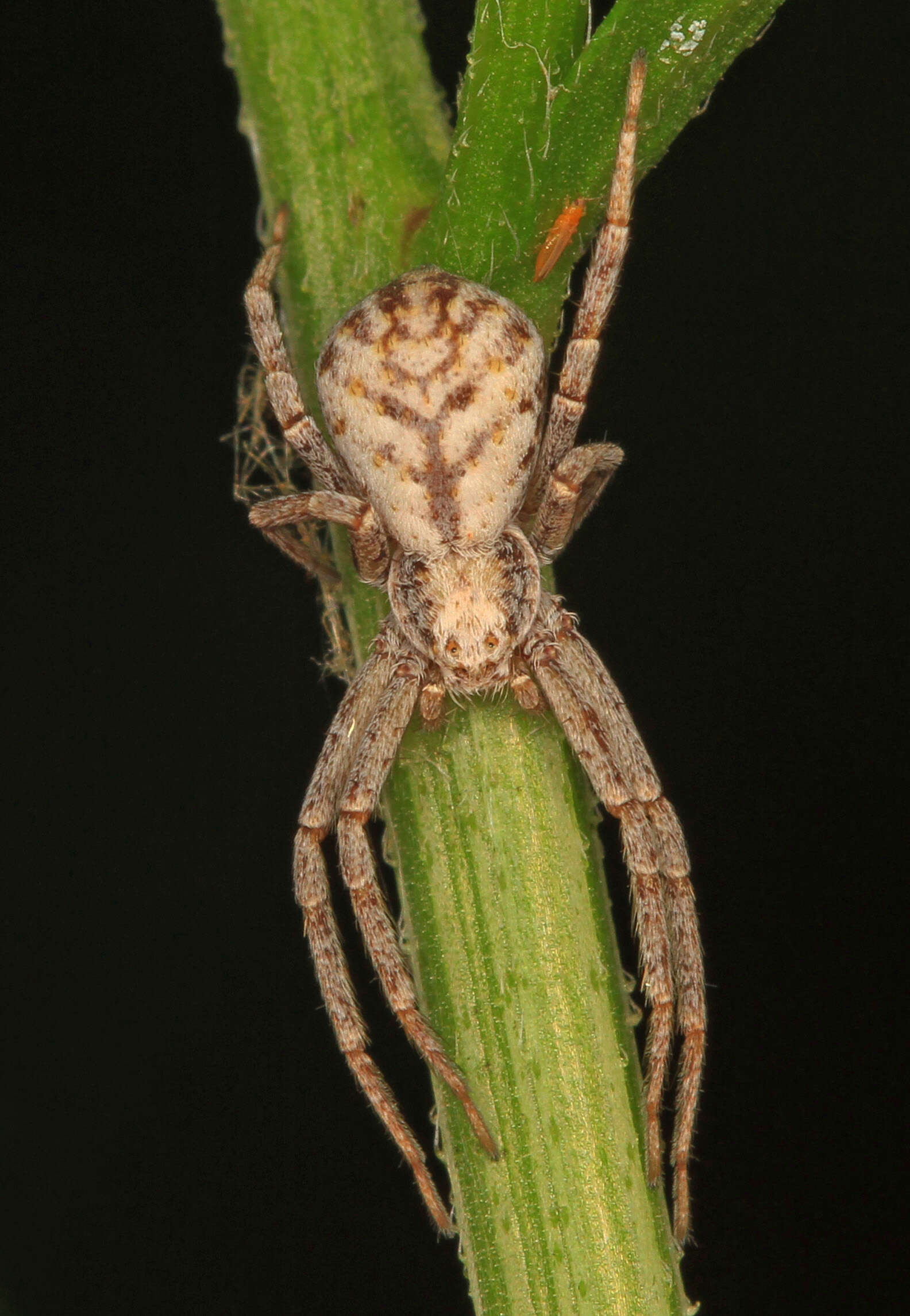 Image of Philodromus