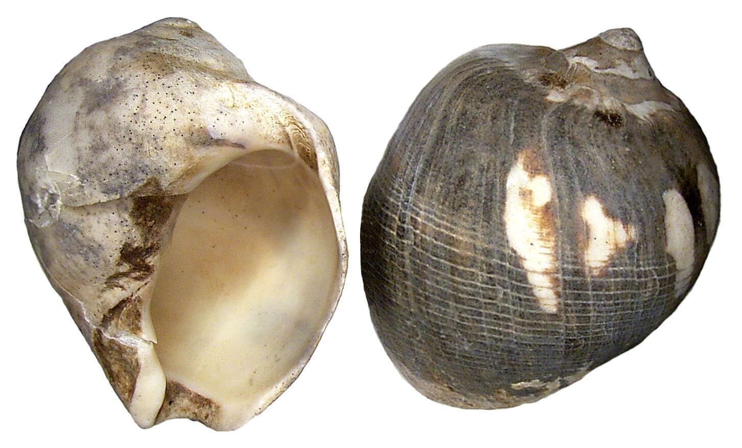 Image of Vasula melones (Duclos 1832)