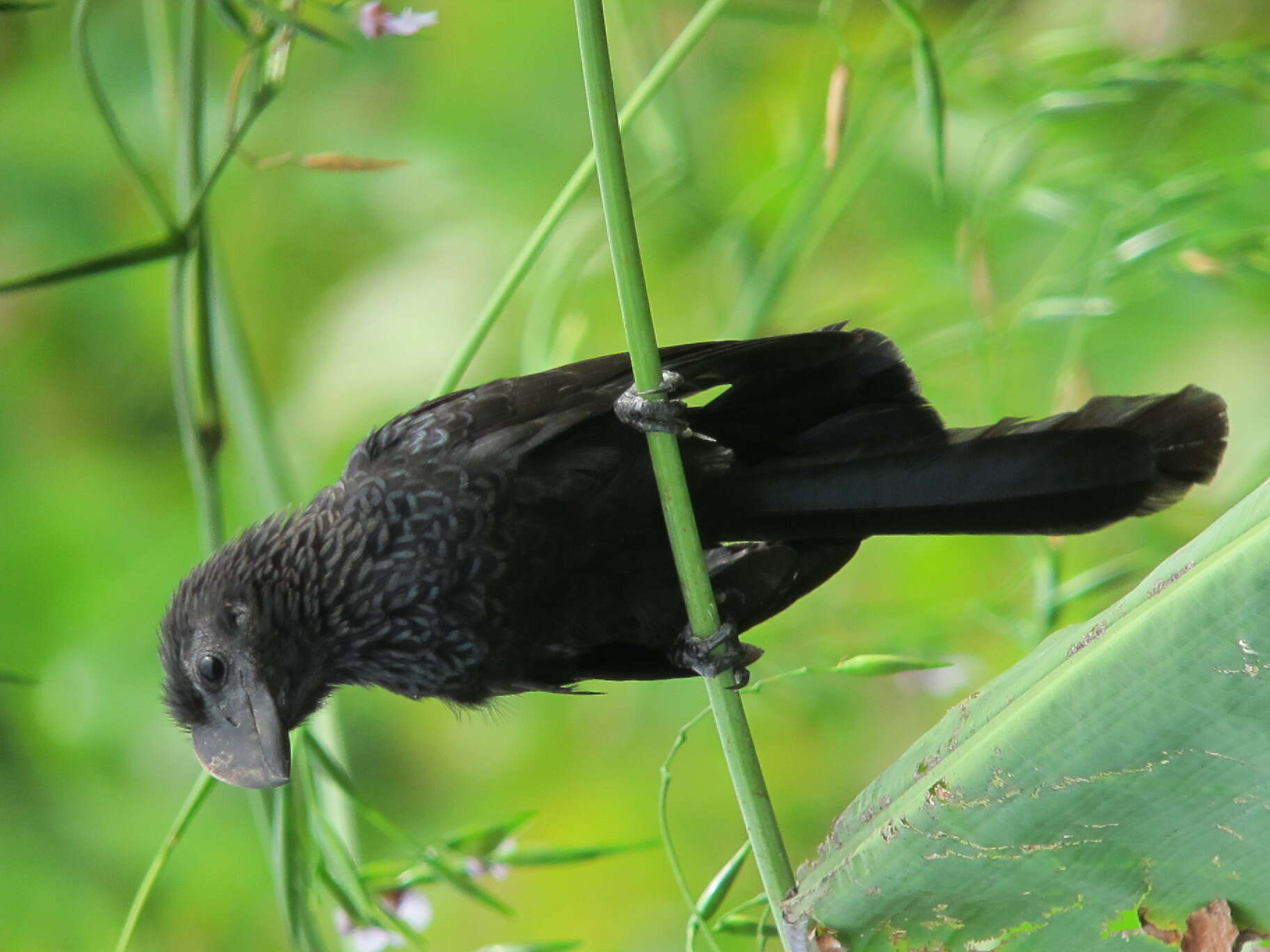 Imagem de Crotophaga Linnaeus 1758