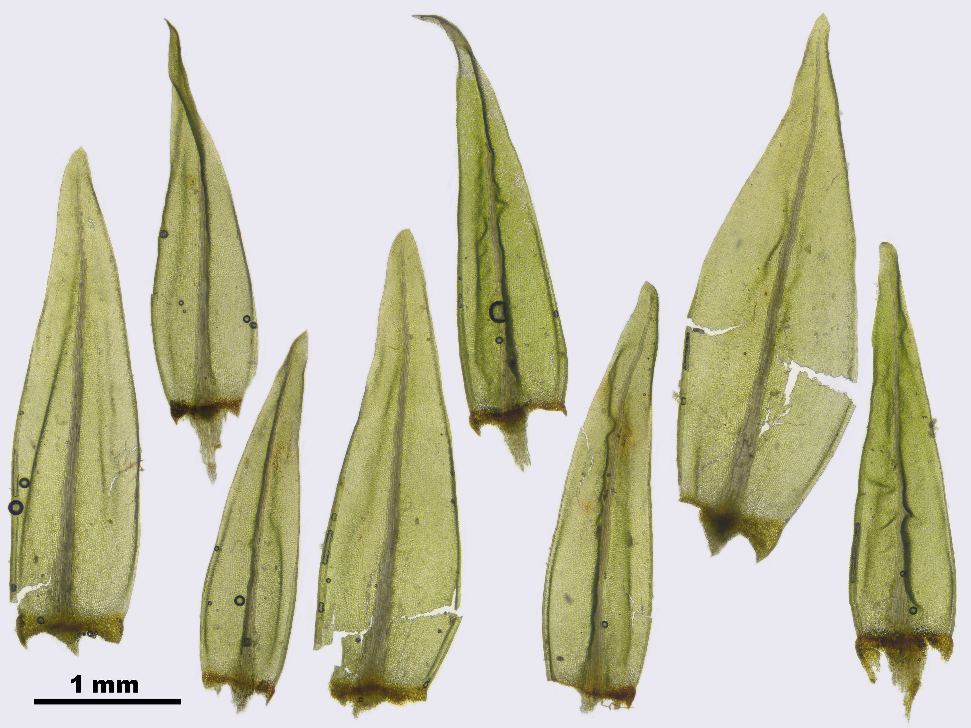 Image of aulacomnium moss