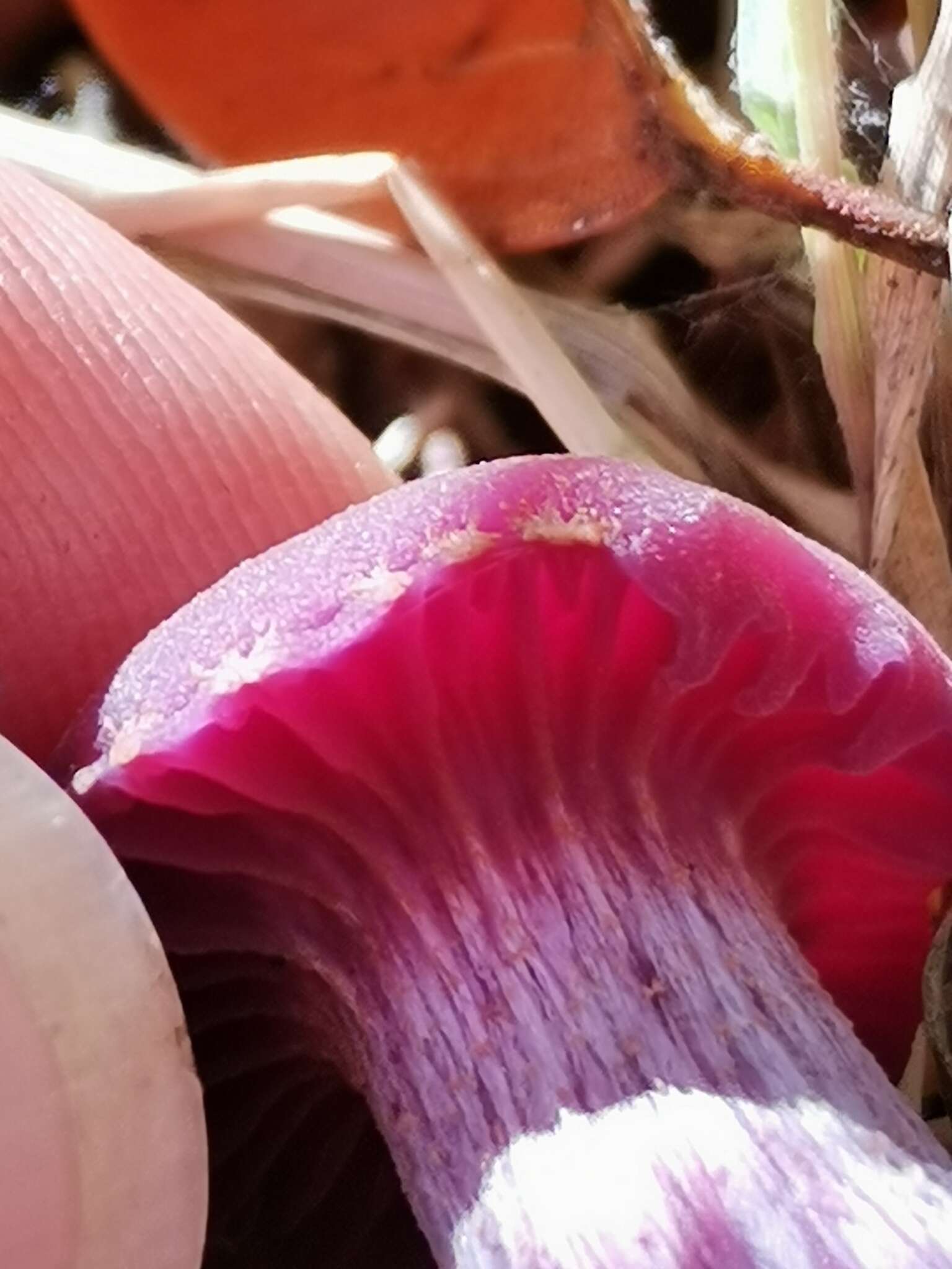 Image of Laccaria amethystina Cooke 1884