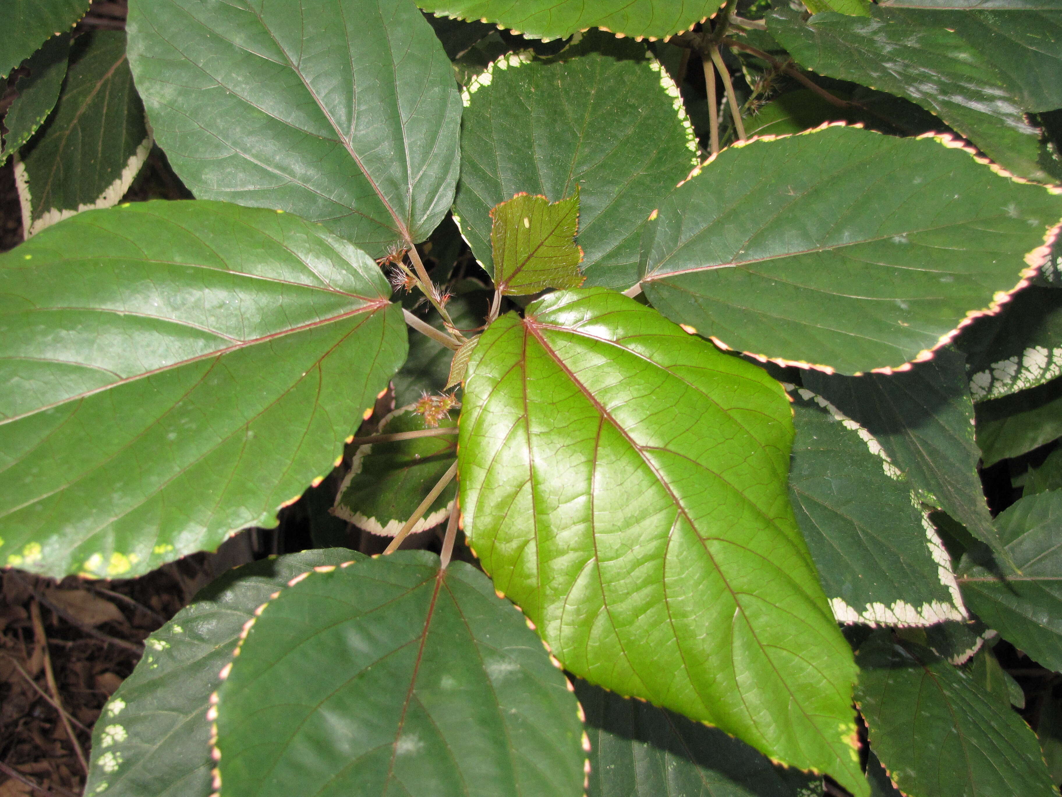 Image de Acalypha wilkesiana Müll. Arg.