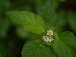 Image of Chocolate Weed