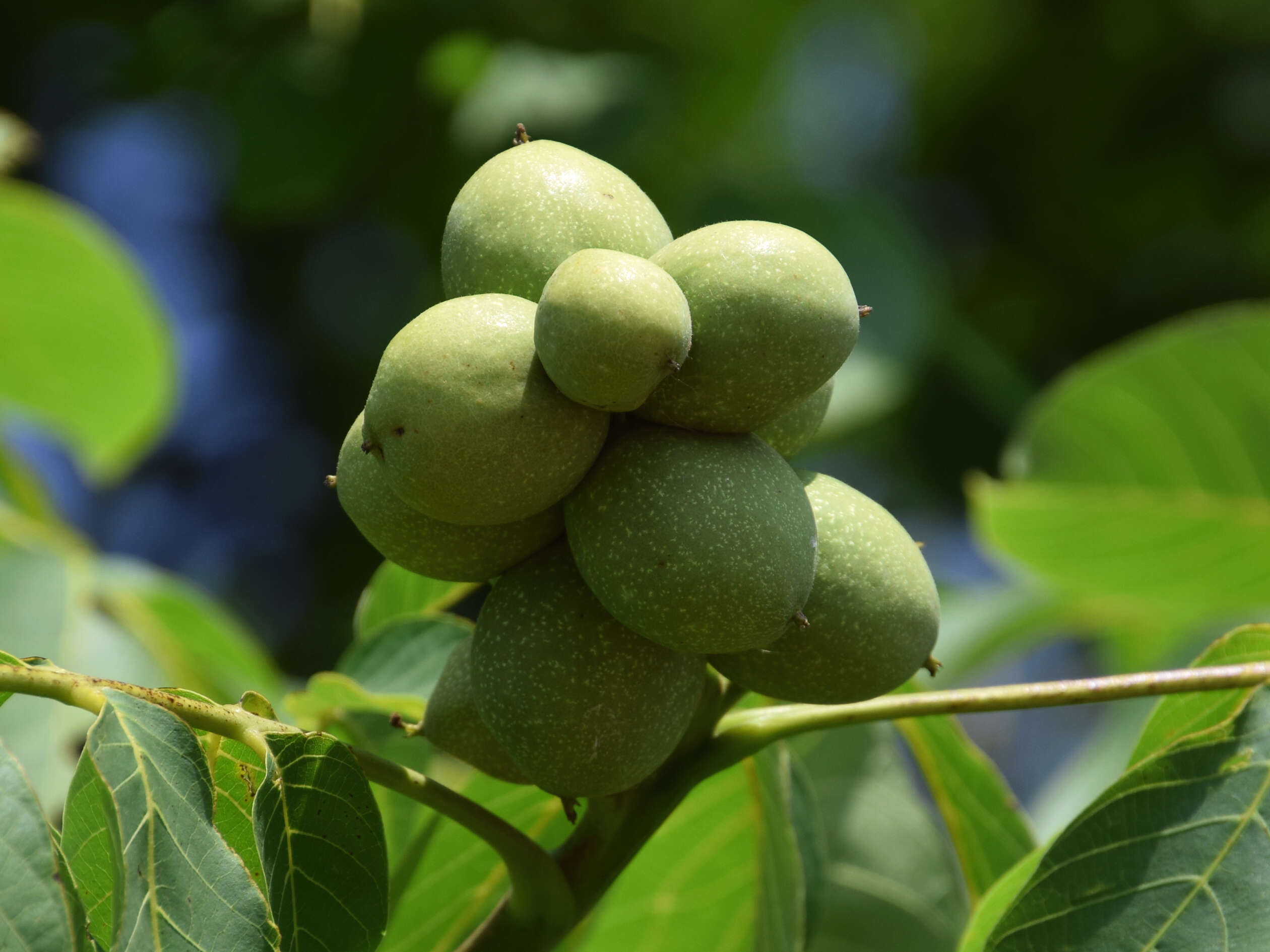 Image of Common walnut