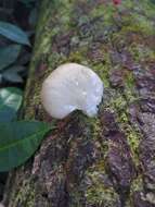 Image of Pleurotus ostreatus (Jacq.) P. Kumm. 1871