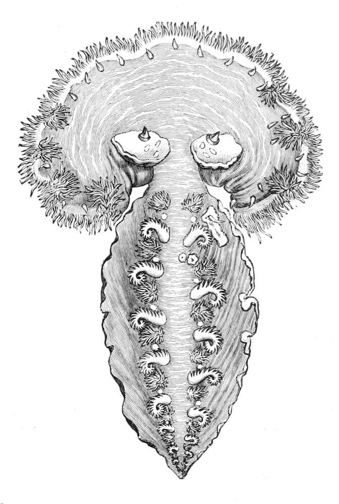 Image de Tethys Linnaeus 1767