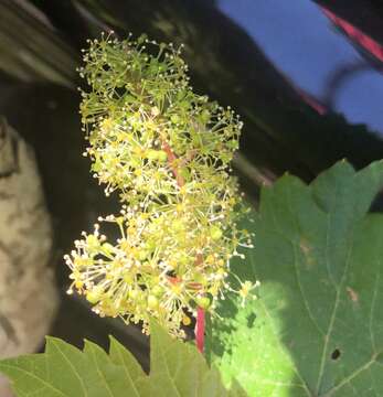 Image of wine grape