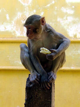 Image of Rhesus Monkey