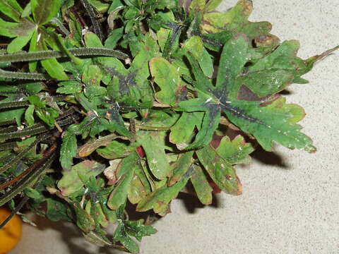 Image of Heartleaved foamflower