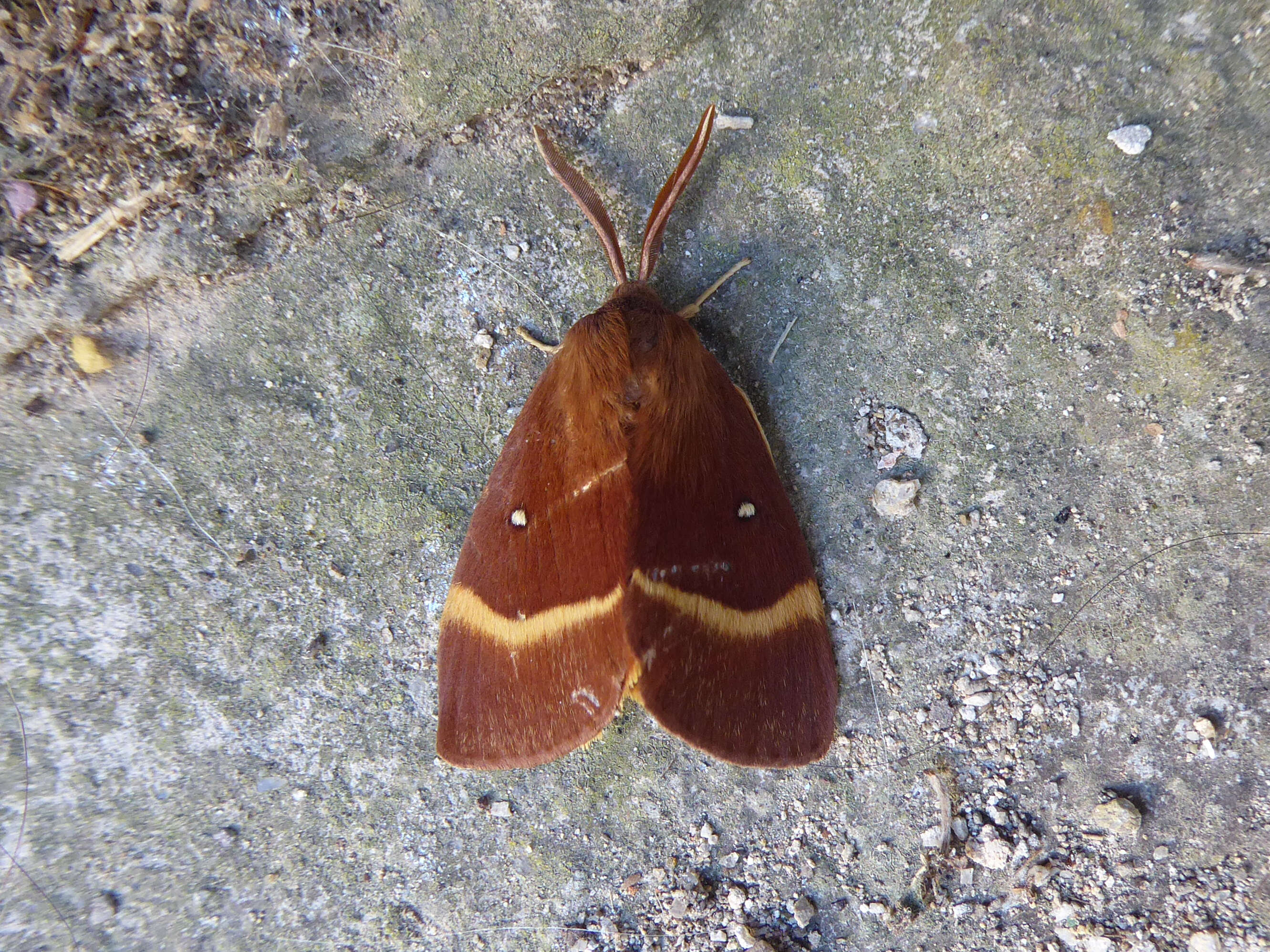 Image of oak eggar