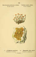 Image of Cladonia coccifera