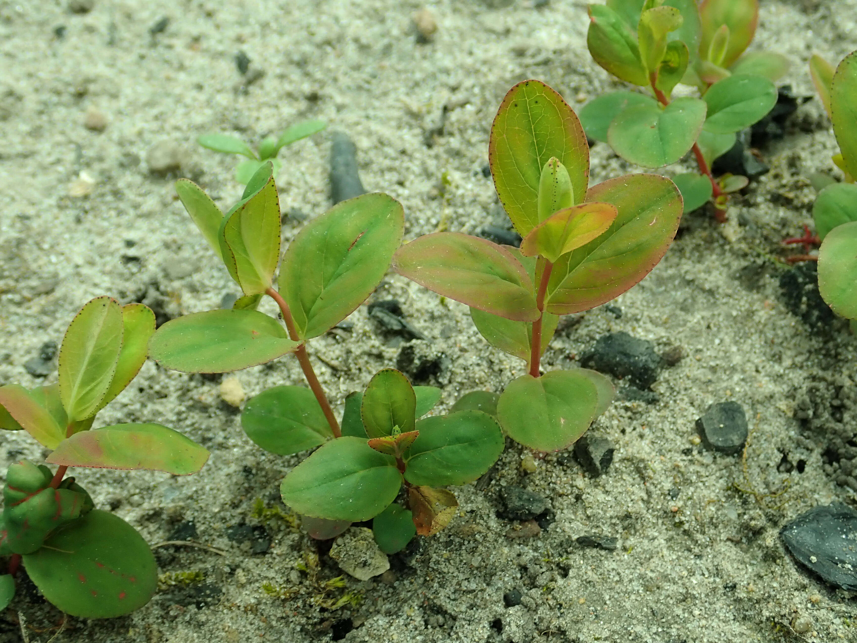 Image of mountain St. John's Wort