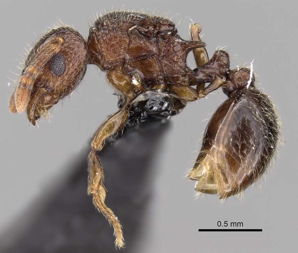 Image of Tetramorium