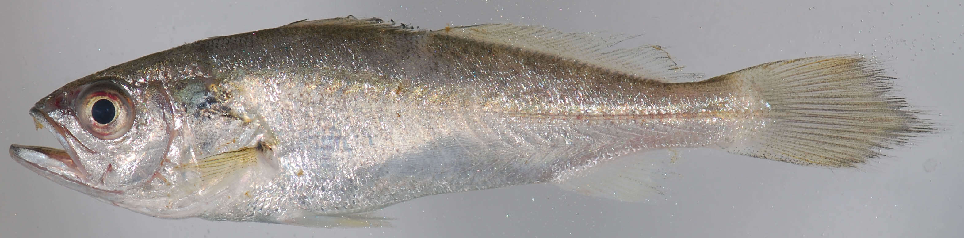 Image of Gray weakfish