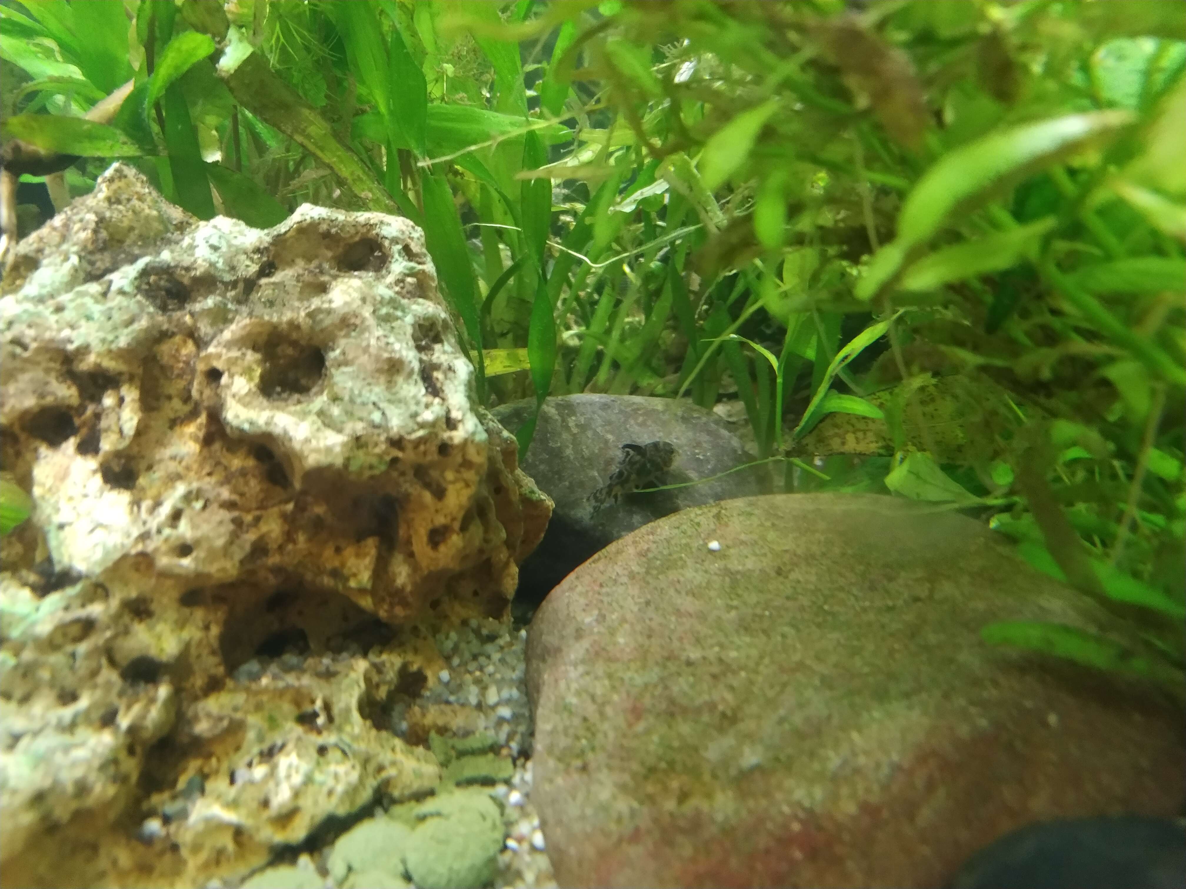 Image of peppered corydoras