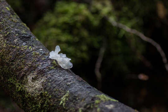 Image of snow fungus