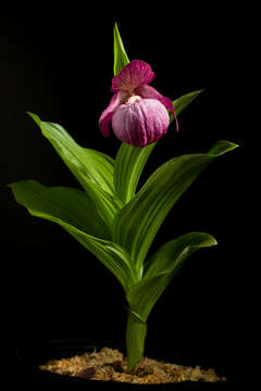 Image of Large-flowered Cypripedium