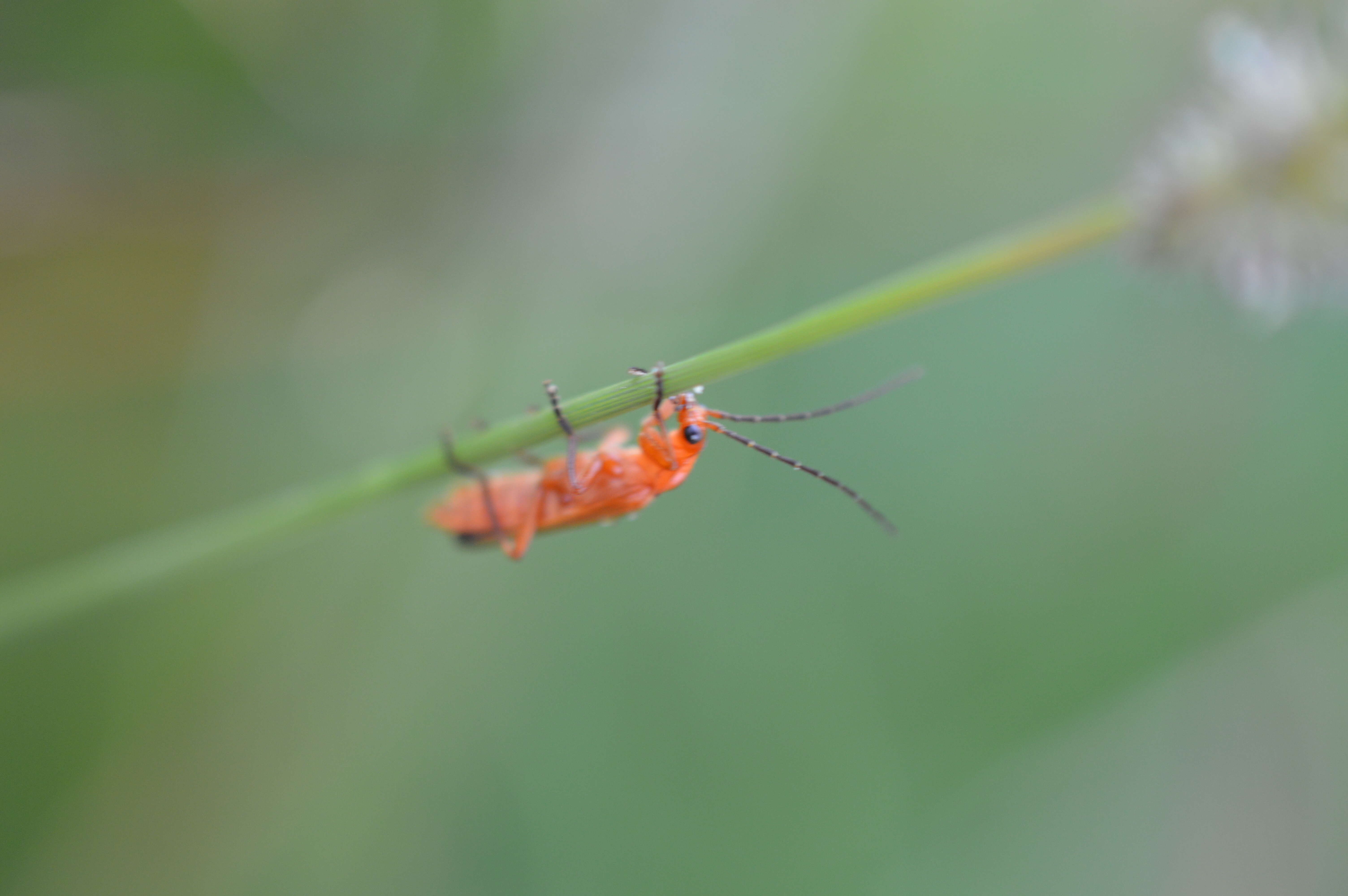 Image of Rhagonycha fulva