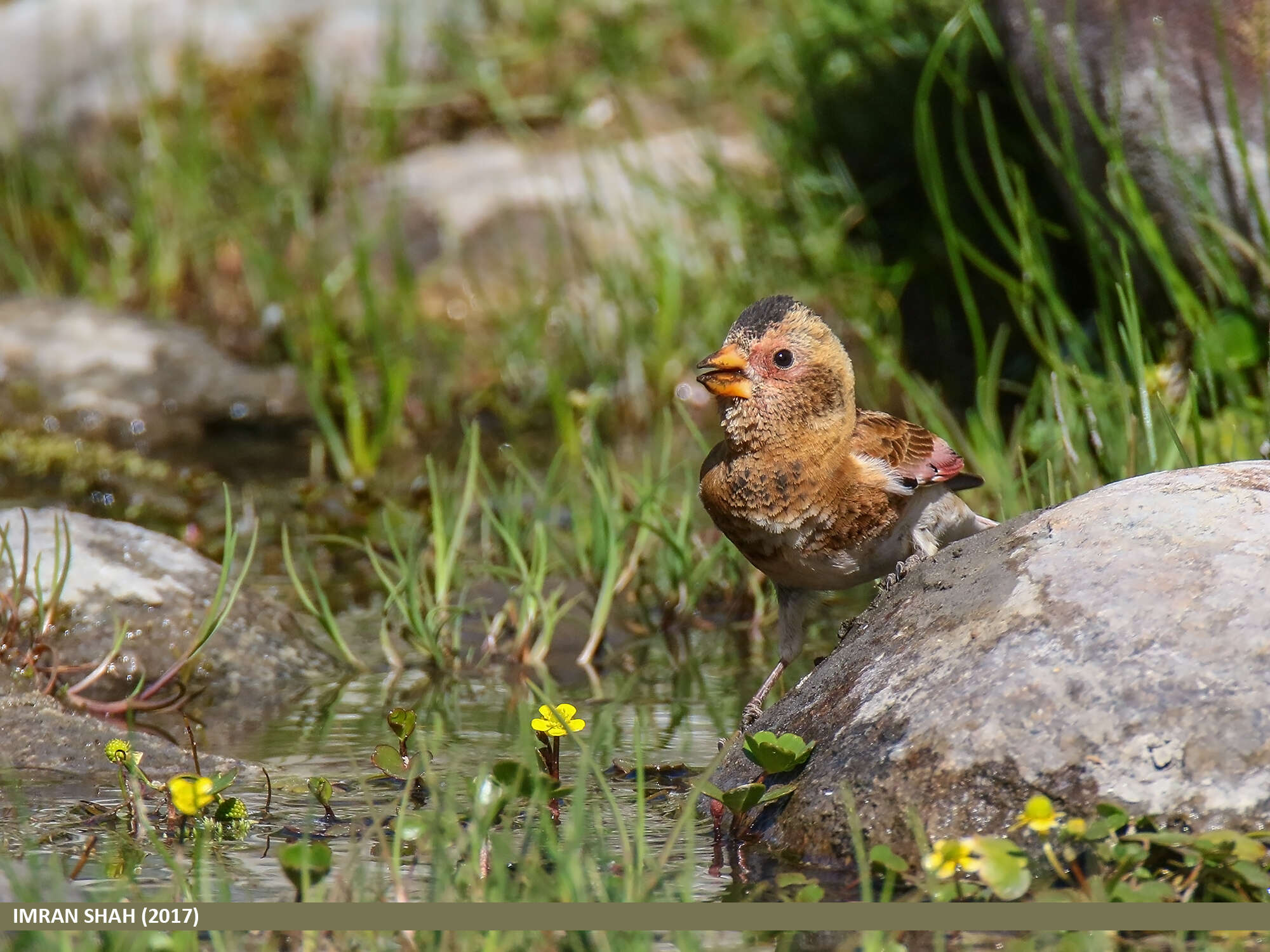 Image of Asian Crimson-winged Finch