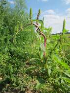 Image of redroot amaranth