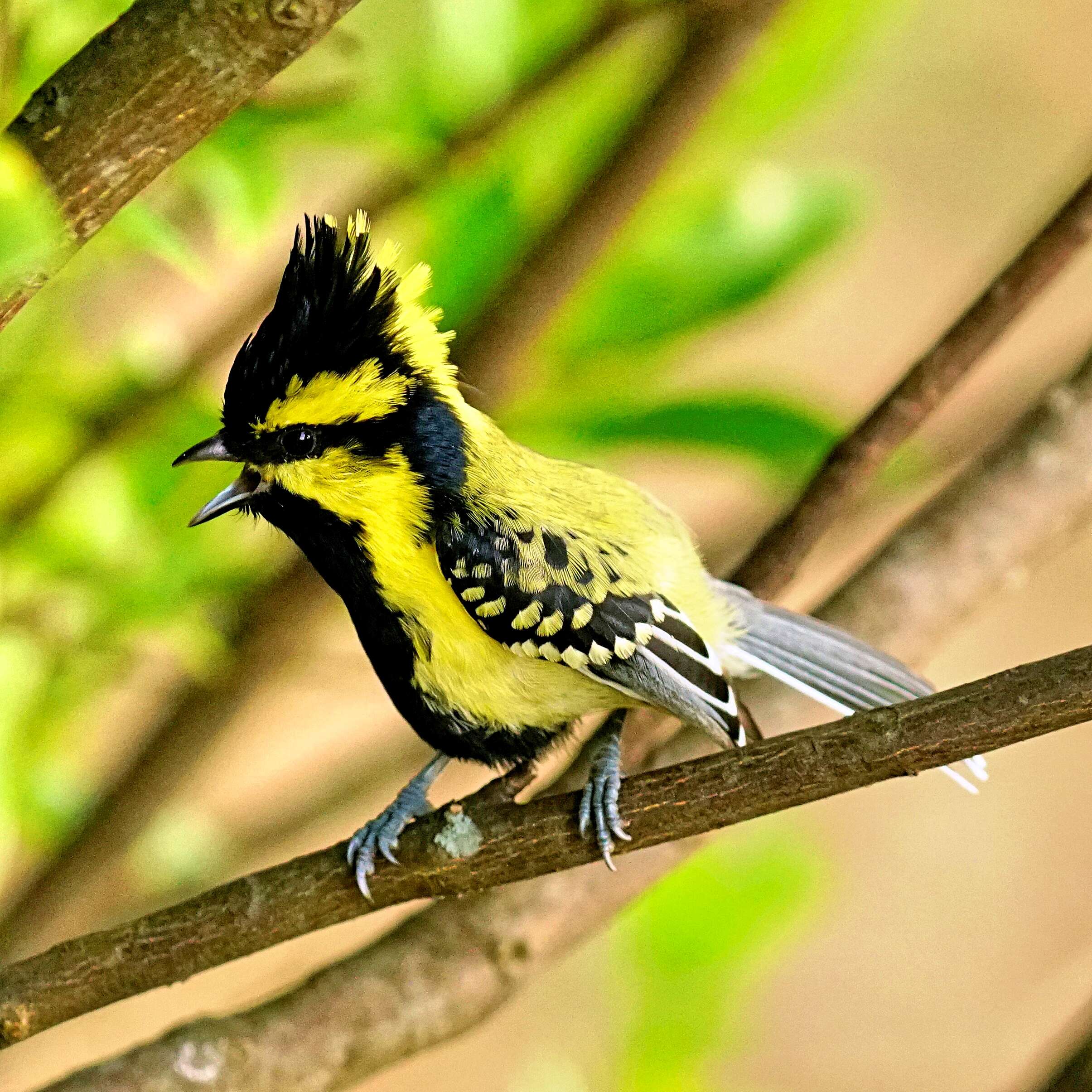 Image of Black-lored Tit