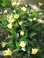 Image of water-lily tulip