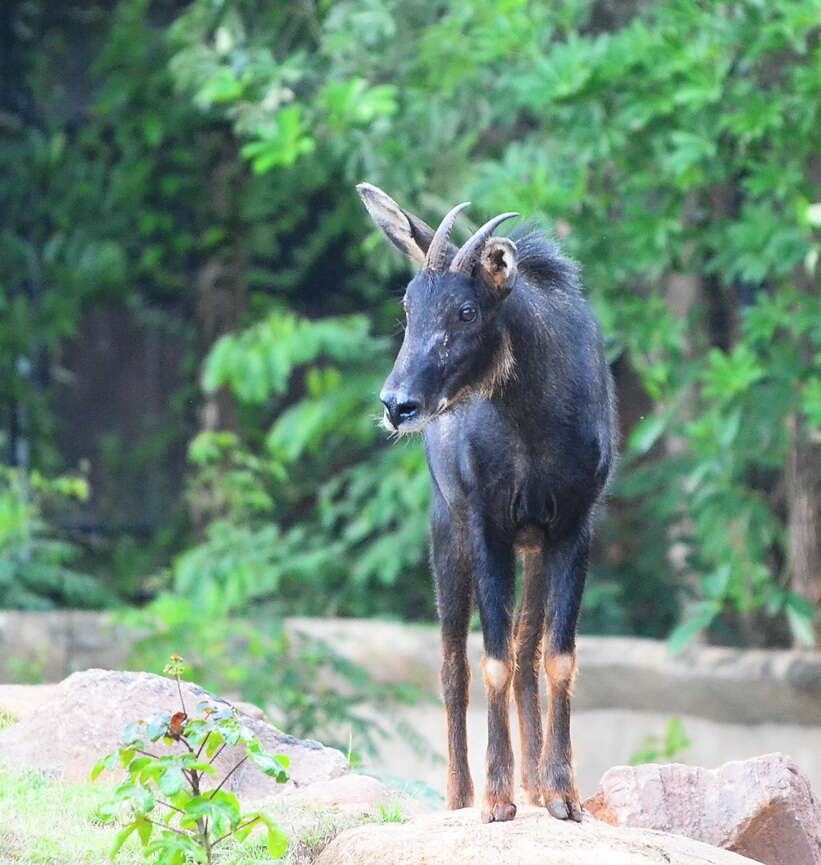 Image of Serow