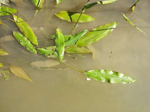 Image of Loddon Pondweed