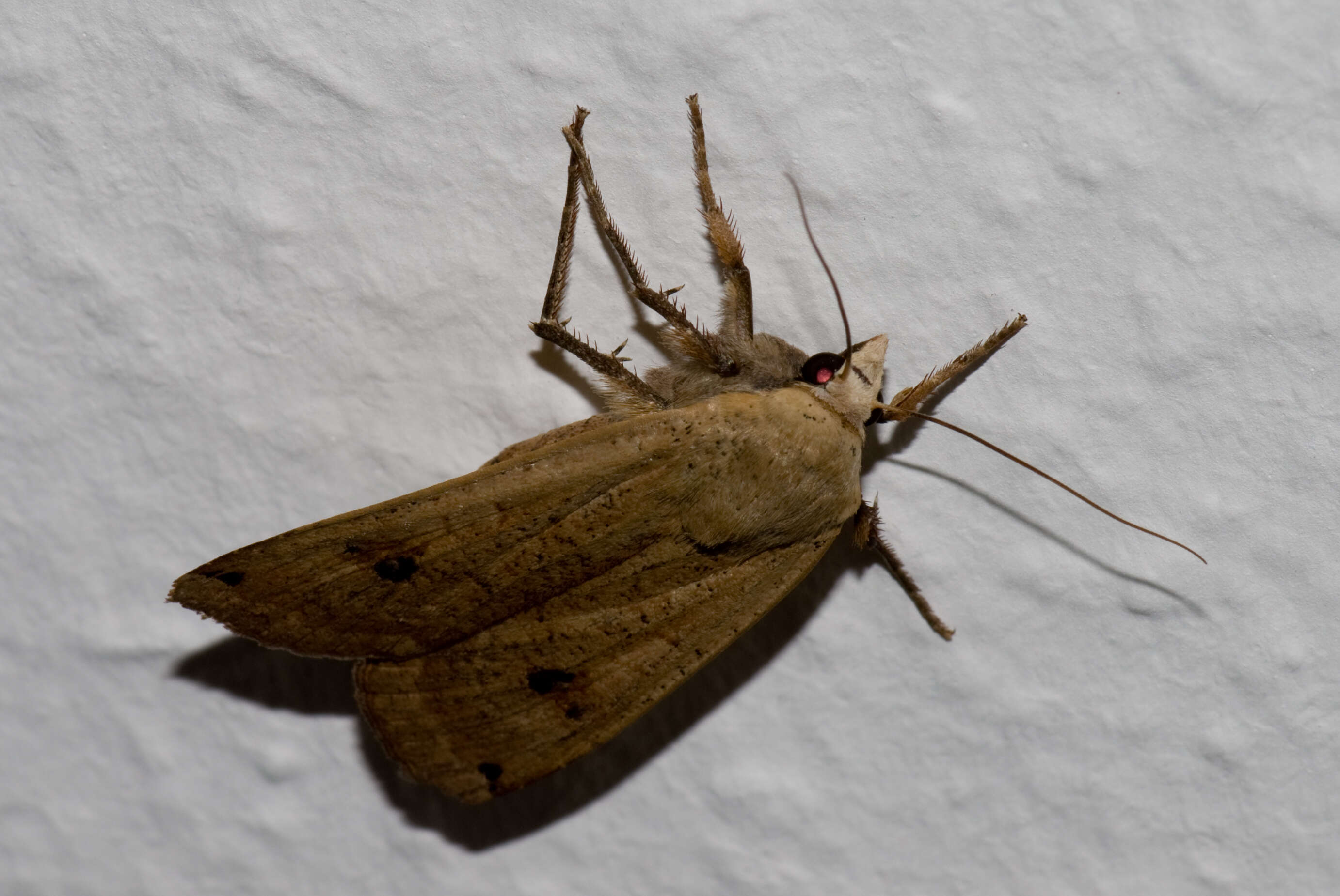 Image of Large Yellow Underwing