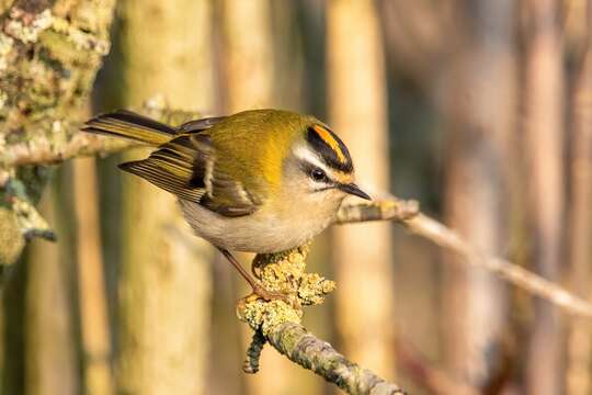 Image of Common Firecrest