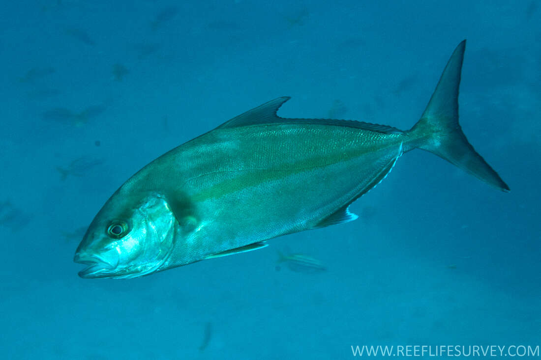 Image of Allied Kingfish