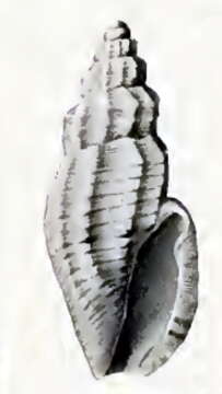 صورة Guraleus flaccidus (Pritchard & Gatliff 1899)