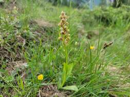 Image of Frog orchid