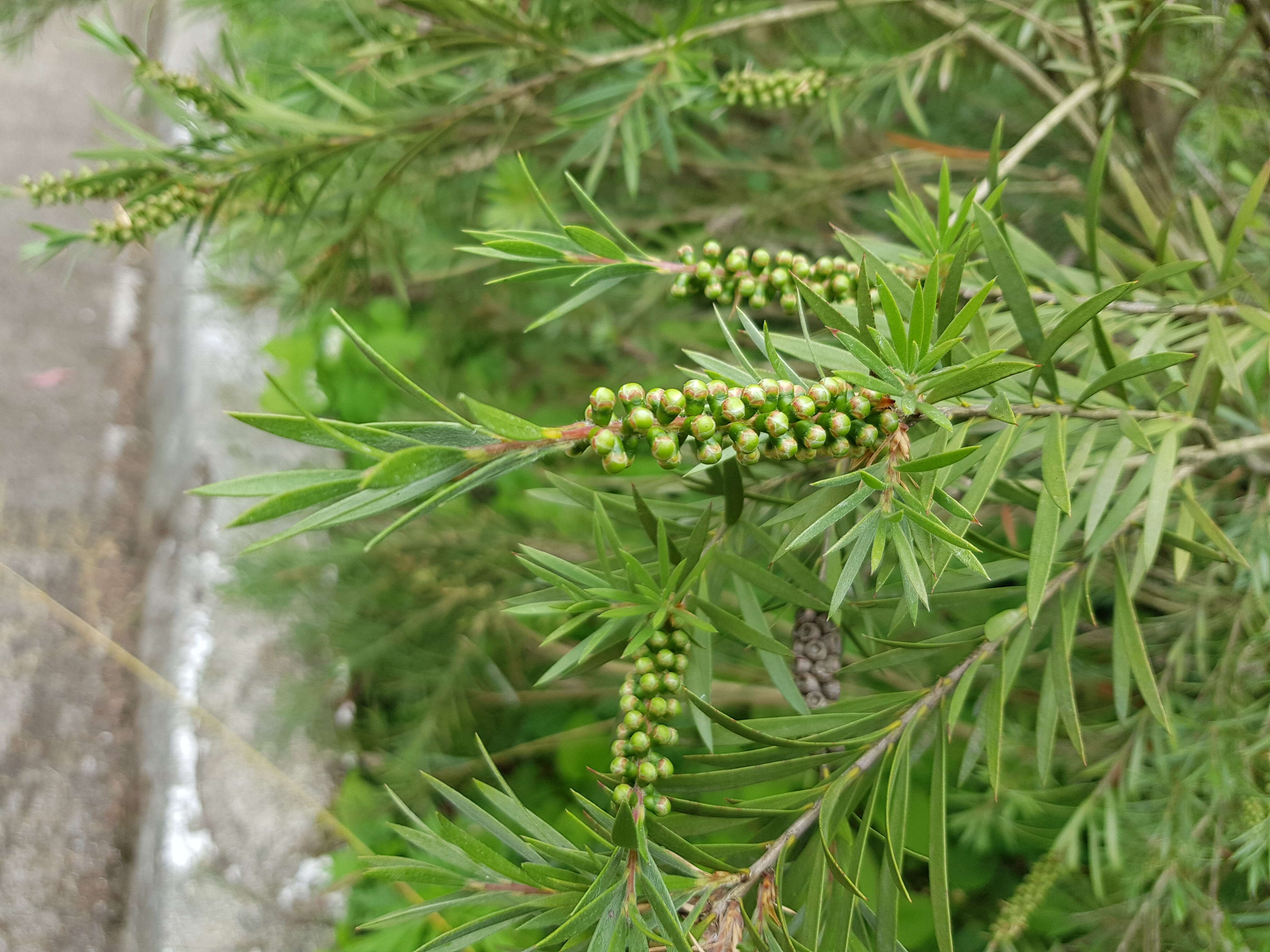 Sivun Callistemon phoeniceus Lindl. kuva